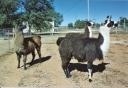 Our Llamas Griffin, Maya and Inca