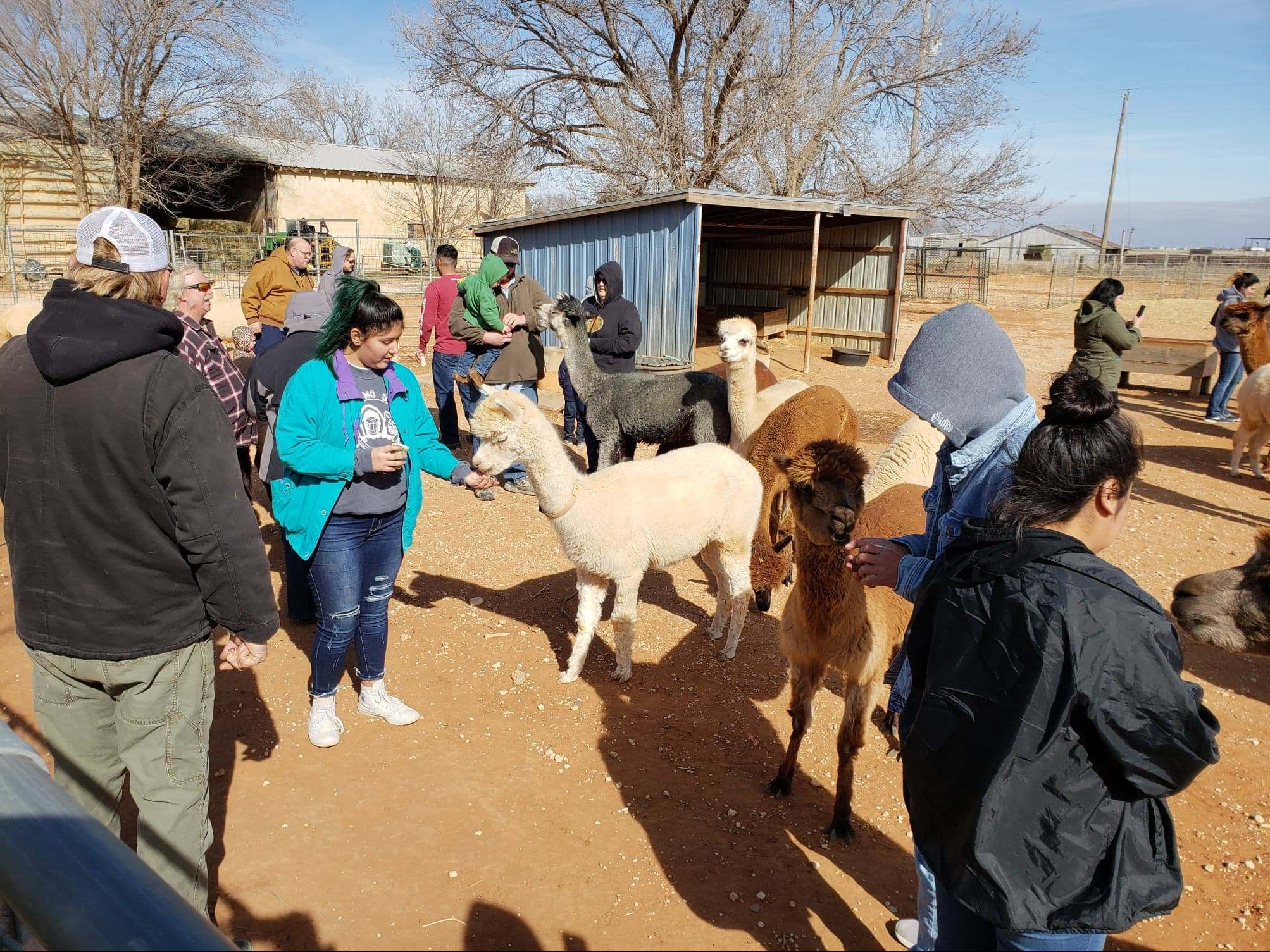 Open Farm Day at Windrush Alpacas